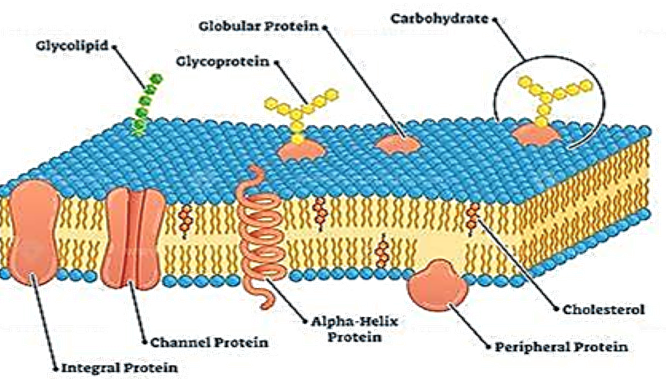 The cell membrane