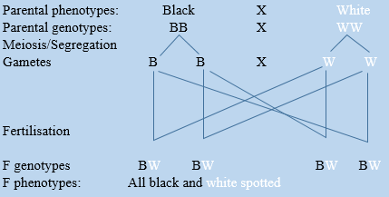 Black and white codominance