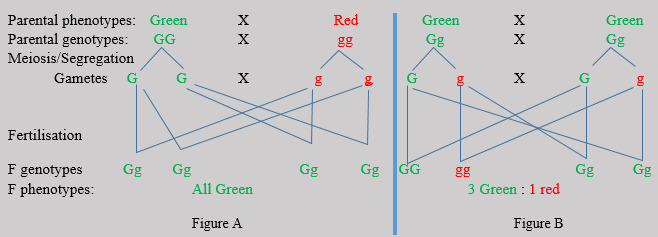 Mendelian Genetics sample crosses.