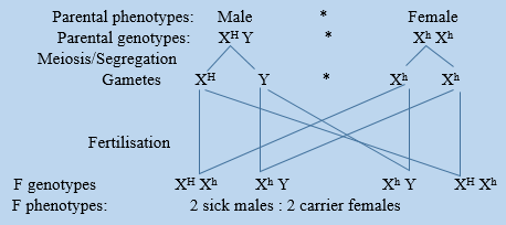 healthy man and haemophylic female.