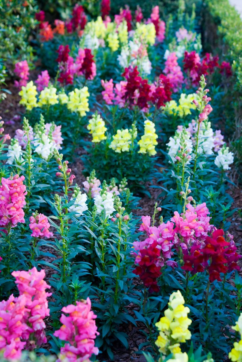 Snapdragon flower